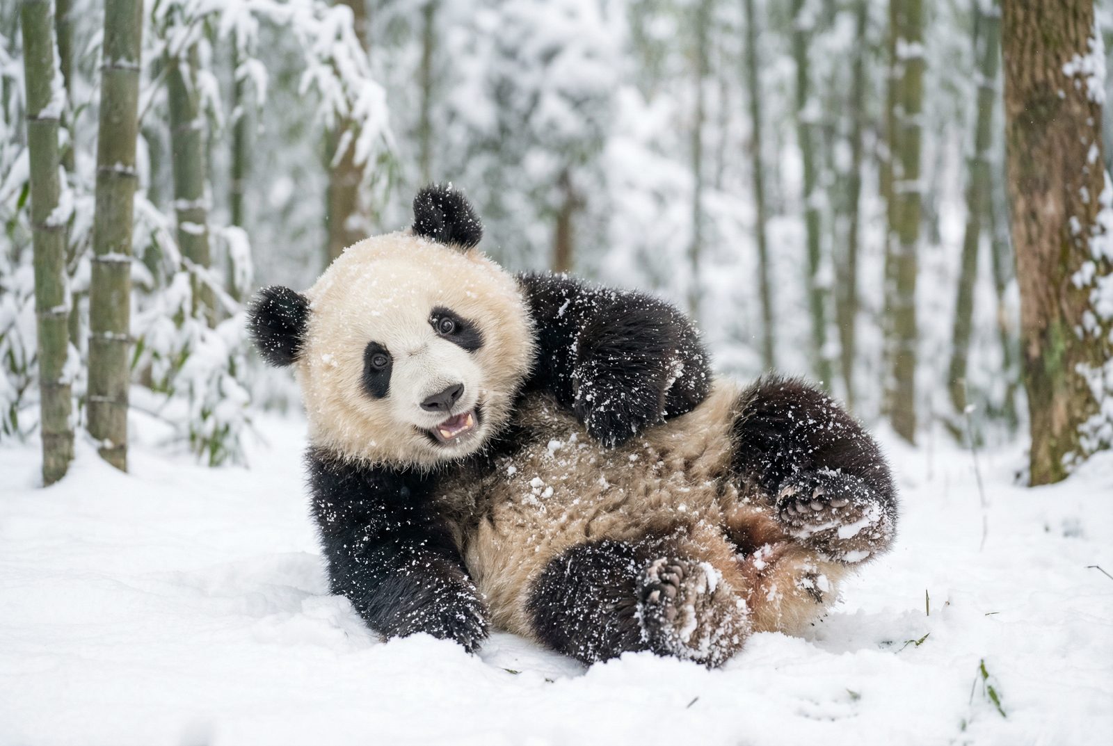 91熊猫雪地嬉戏视频