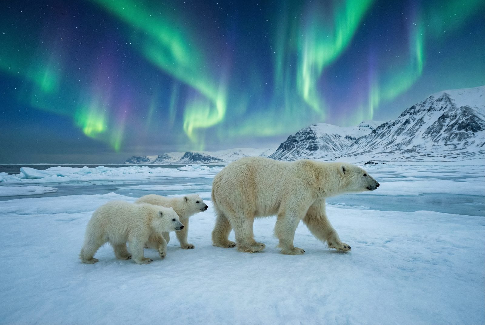 91北极熊极光视频